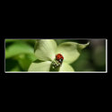 Ladybug On Dogwood Flower Photo Mini Bookmark business cards by SmilinEyesTreasures Ladybug On Dogwood Flower Photo Mini Bookmark business cards