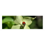 Ladybug On Dogwood Flower Photo Mini Bookmark