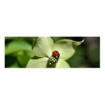 Ladybug On Dogwood Flower Photo Mini Bookmark business cards by SmilinEyesTreasures Ladybug On Dogwood Flower Photo Mini Bookmark business cards