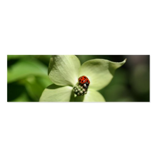 Ladybug On Dogwood Flower Photo Mini Bookmark Business Card (front side)