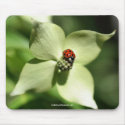 Ladybug On Dogwood Flower Photo Mousepad by SmilinEyesTreasures Ladybug On Dogwood Flower Photo Mousepad