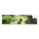 Ladybug On Dogwood Nature Photo Bumper Sticker