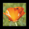 Ladybug on Poppy Magnet
