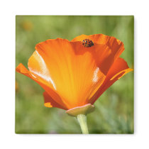 Ladybug on Poppy Magnet by AnnRan Ladybug on Poppy Magnet