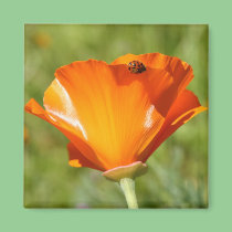 Ladybug on Poppy Magnet