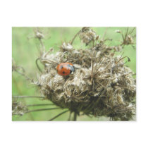Ladybug on Queen Anne's Lace Postcard