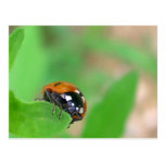 Ladybug on the edge postcards