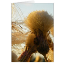 Ladybug on the rise cards by Boogybunny Ladybug on the rise cards