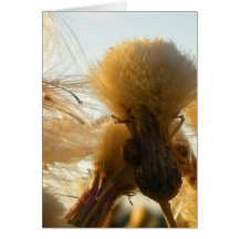 Ladybug on the rise greeting card