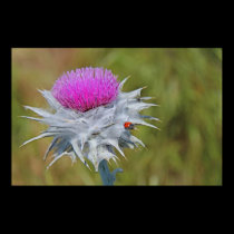 Ladybug on thistle thorn posters