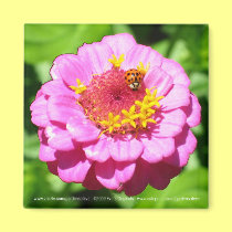LADYBUG on ZINNIA magnets