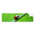 Ladybug photo bumper sticker