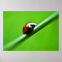 Ladybug photo posters