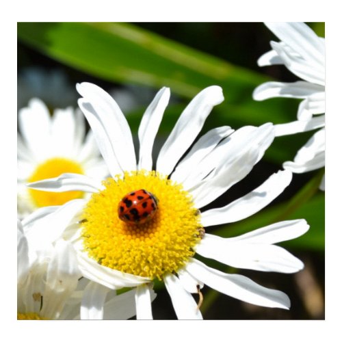 Ladybug Photography print