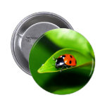 Ladybug Pinback Buttons