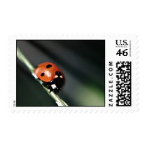 Ladybug postage stamps stamps