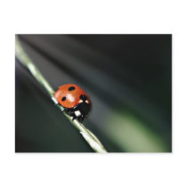Ladybug Postcard postcards