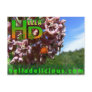 Ladybug Postcard