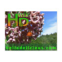 Ladybug Postcard