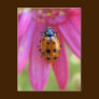 Ladybug Postcard