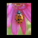 Ladybug Postcard