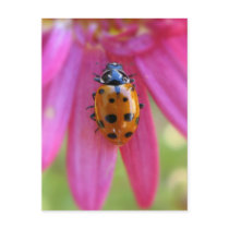 Ladybug Postcard by ladybugland Ladybug Postcard