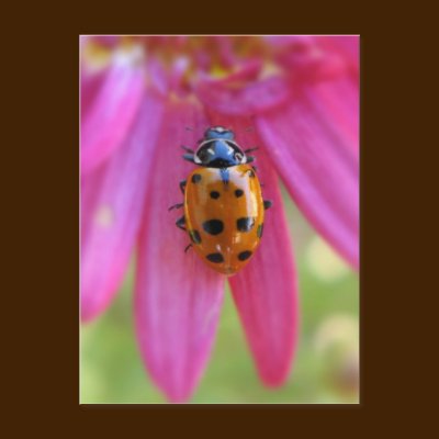Ladybug Postcard by ashale8