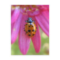 Ladybug Postcard