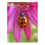 Ladybug Postcard