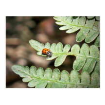 Ladybug Postcard