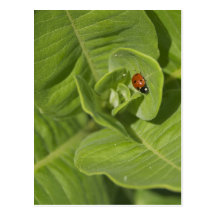 Ladybug Postcard