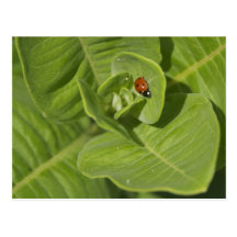 Ladybug Postcard