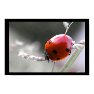 Ladybug Poster print