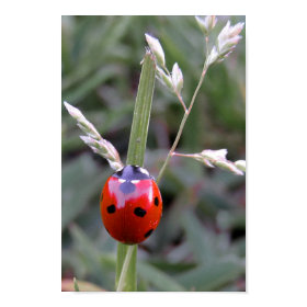 Ladybug Poster print