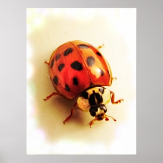 Ladybug Poster