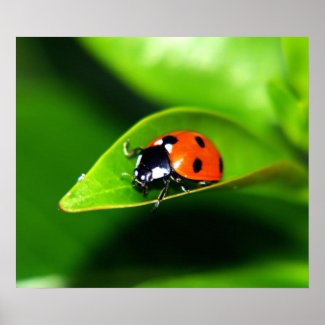 Ladybug print