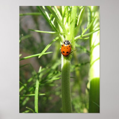 Ladybug Poster posters
