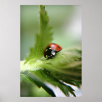 LadyBug posters