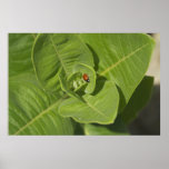 Ladybug Print