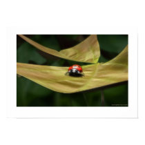 Ladybug posters
