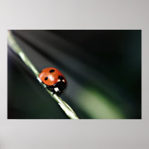 Ladybug Print posters