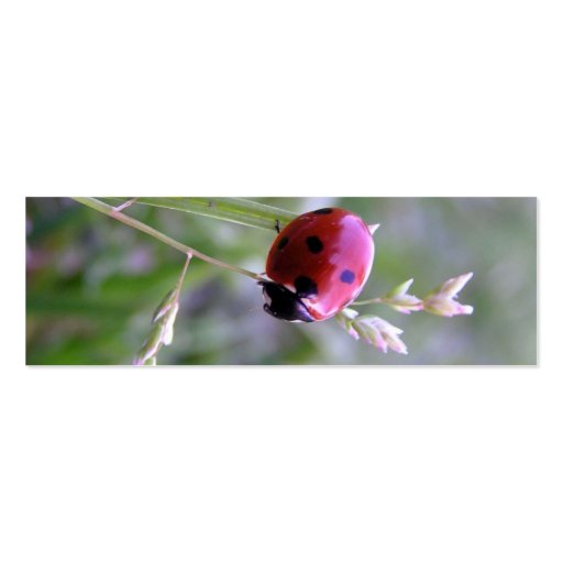Ladybug Profile Card Business Card Template (back side)