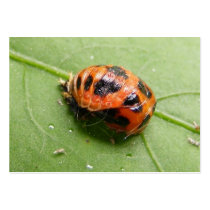 Ladybug Pupa ~ ATC Business Card