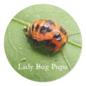 Ladybug Pupa ~ sticker by Andy2302 Ladybug Pupa ~ sticker