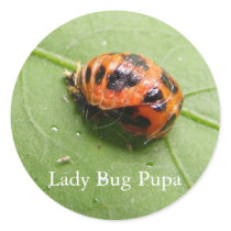 Ladybug Pupa ~ sticker by Andy2302 Ladybug Pupa ~ sticker