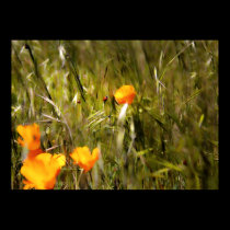 Ladybug reaching for flower posters