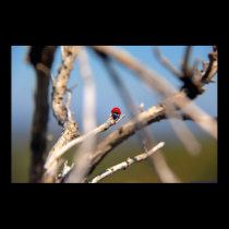 Ladybug resting on tree stem posters