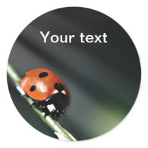 Ladybug round stickers stickers