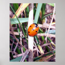 Ladybug Spotlight Poster