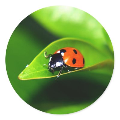 Ladybug stickers